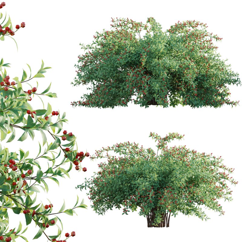 Ilex verticillata – Winterberry 01 - Image 1