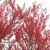 Ilex verticillata – Winterberry 03 - Thumbnail 5