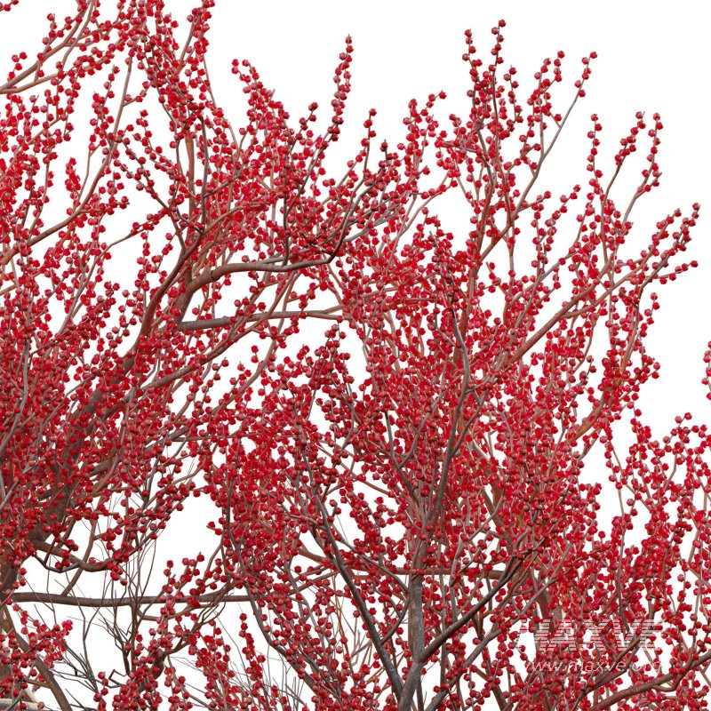 Ilex verticillata – Winterberry 03 - Image 5