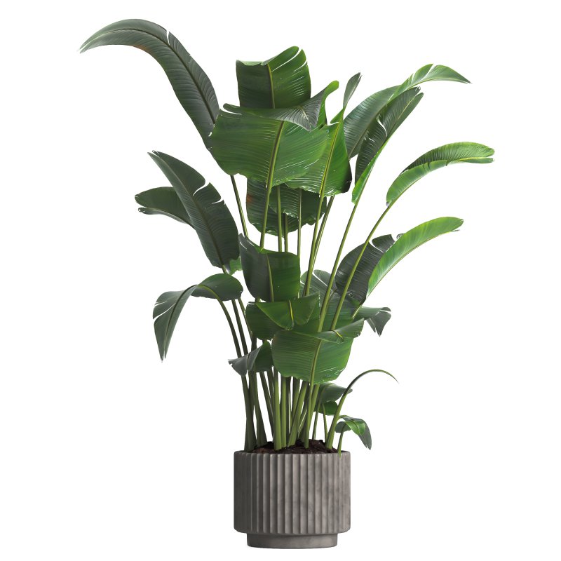 indoor plant 04 - Image 3