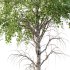 Betula Pendula Tree 09 - Thumbnail 4