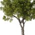 Tree Set31-Urban tree - Thumbnail 2
