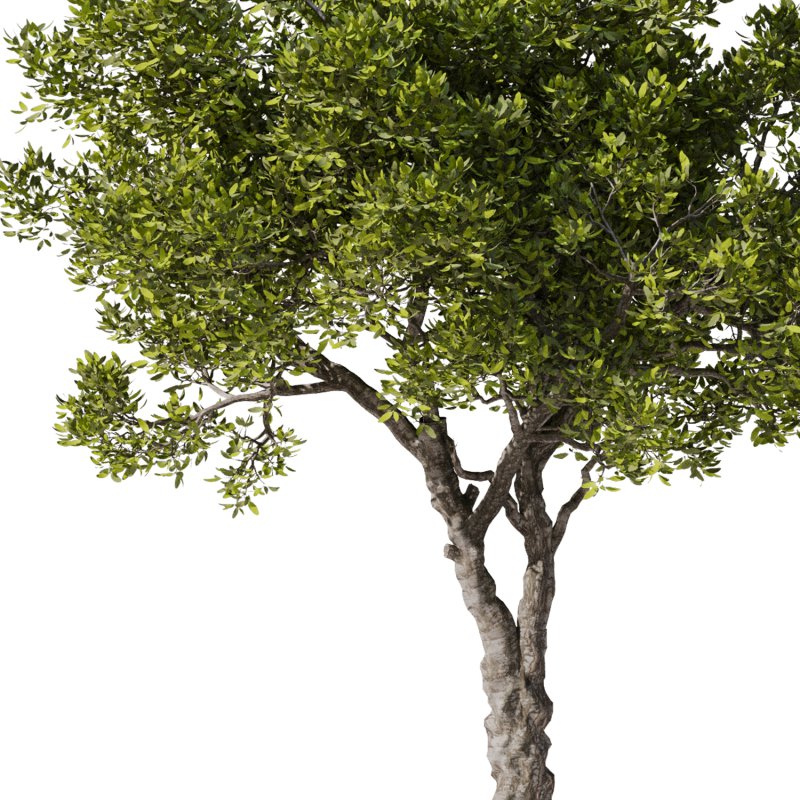 Tree Set31-Urban tree - Image 2