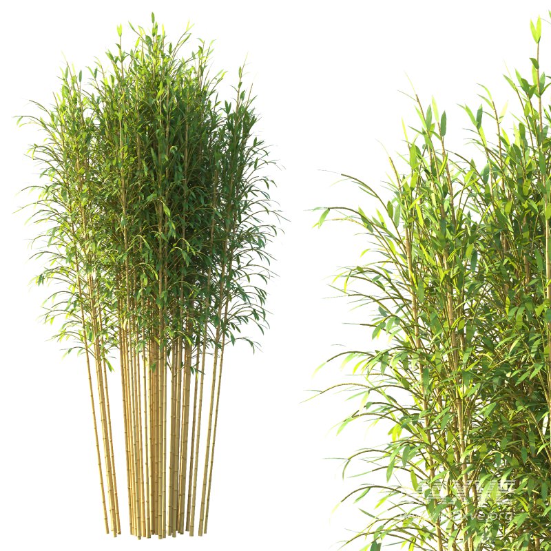 Bamboo Bambusoideae Tree 05 - Image 2