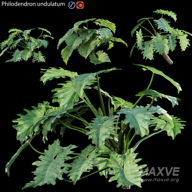 Philodendron undulatum – 02 - Image 1