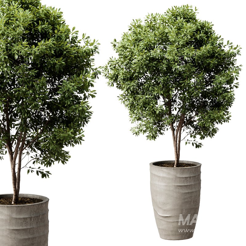 Outdoor Plant 42 - Image 2