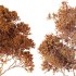 AV Acer Saccharinum and Acer Pseudoplatanus 4 trees - Thumbnail 10