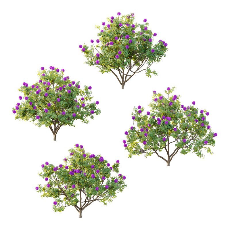 Rhododendron Arboreum Bush 07 - Image 3