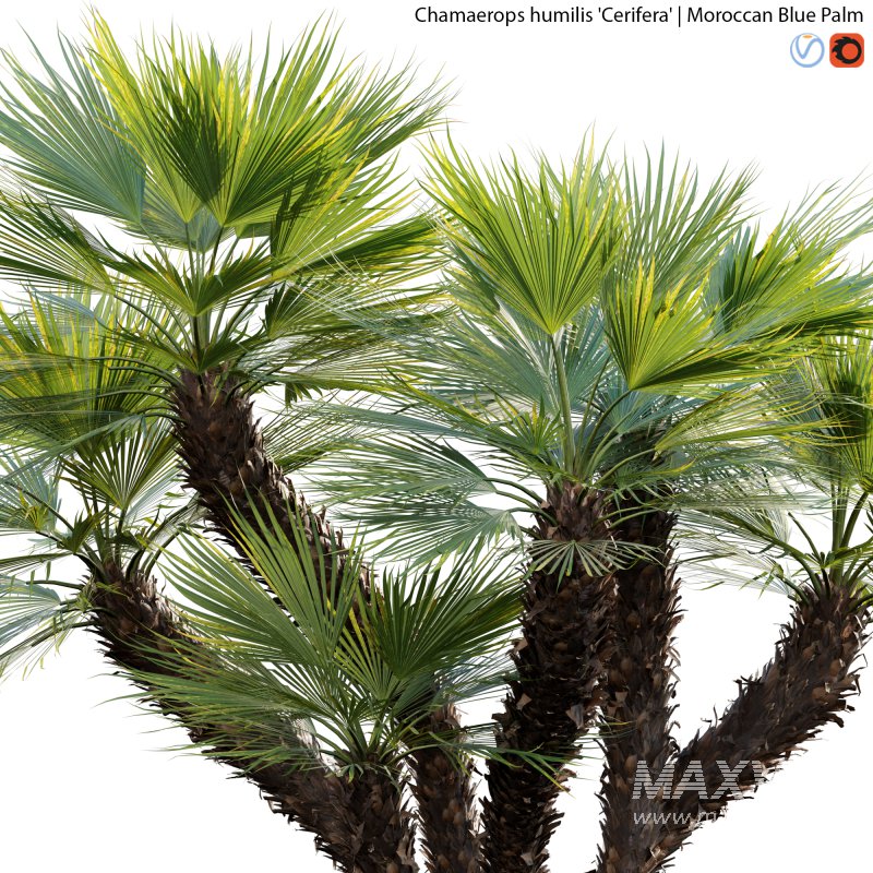 Chamaerops humilis – Moroccan Blue Palm – 02 - Image 2