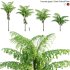 Caryota gigas – Giant Fishtail Palm – Caryota Mitis – 01 - Thumbnail 1