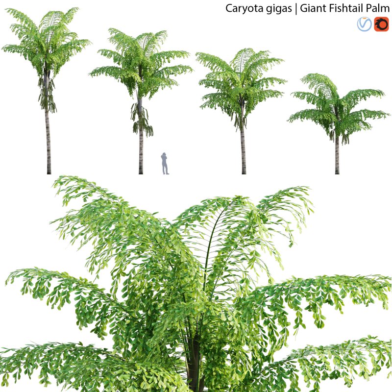 Caryota gigas – Giant Fishtail Palm – Caryota Mitis – 01 - Image 1