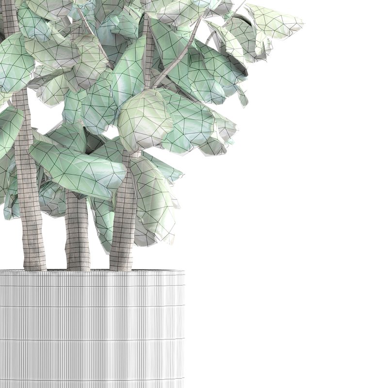 Indoor Plant 001 Ficus Lyrata Fiddle Leaf With White Pot - Image 3