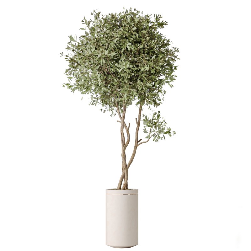 AV Indoor plants set 207 Olive Artificial and Zamiifolia Aracea and Aspidistra Elatior and Licuala Grandis and Ficus Benjamina - Image 1