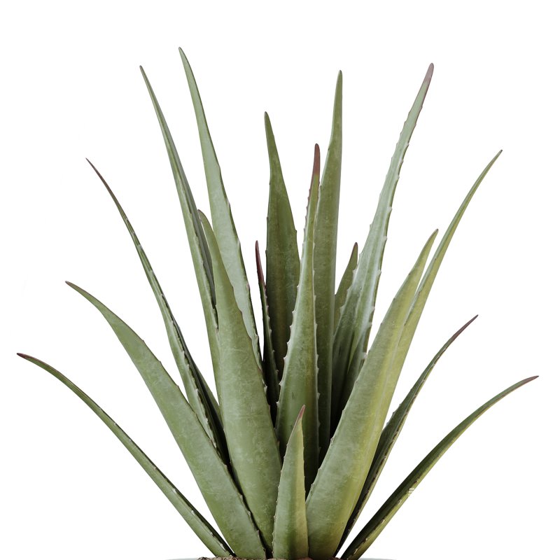 AV Indoor Plants Set 220 Hazel Erle and Aloe Vera and Mission Olive and Spineless Palm - Image 2