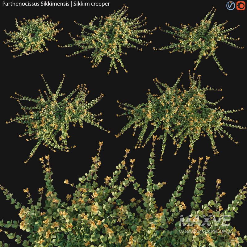 Parthenocissus Sikkimensis – Sikkim creeper – 01 - Image 1