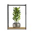 plants set on shelf - Thumbnail 1
