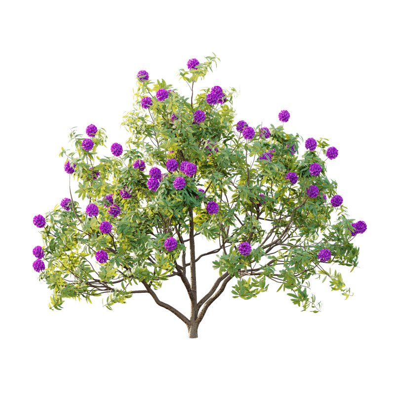 Rhododendron Arboreum Bush 07 - Image 5