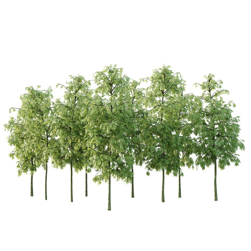 Bamboo Bambusoideae Tree 02 - Image 7