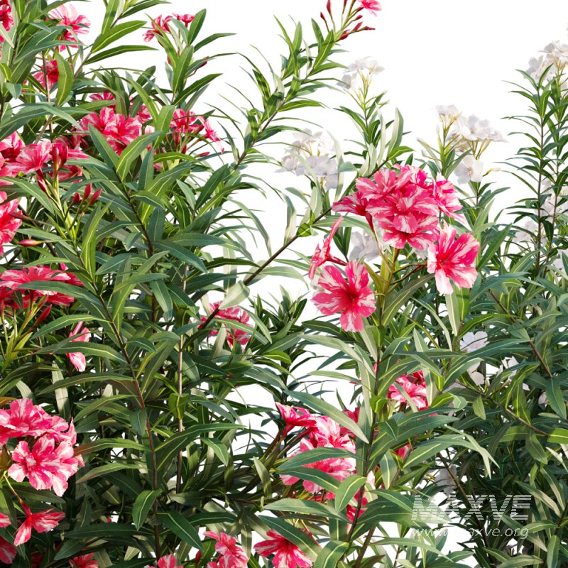 Nerium Oleander – Laurier – 02 - Image 2
