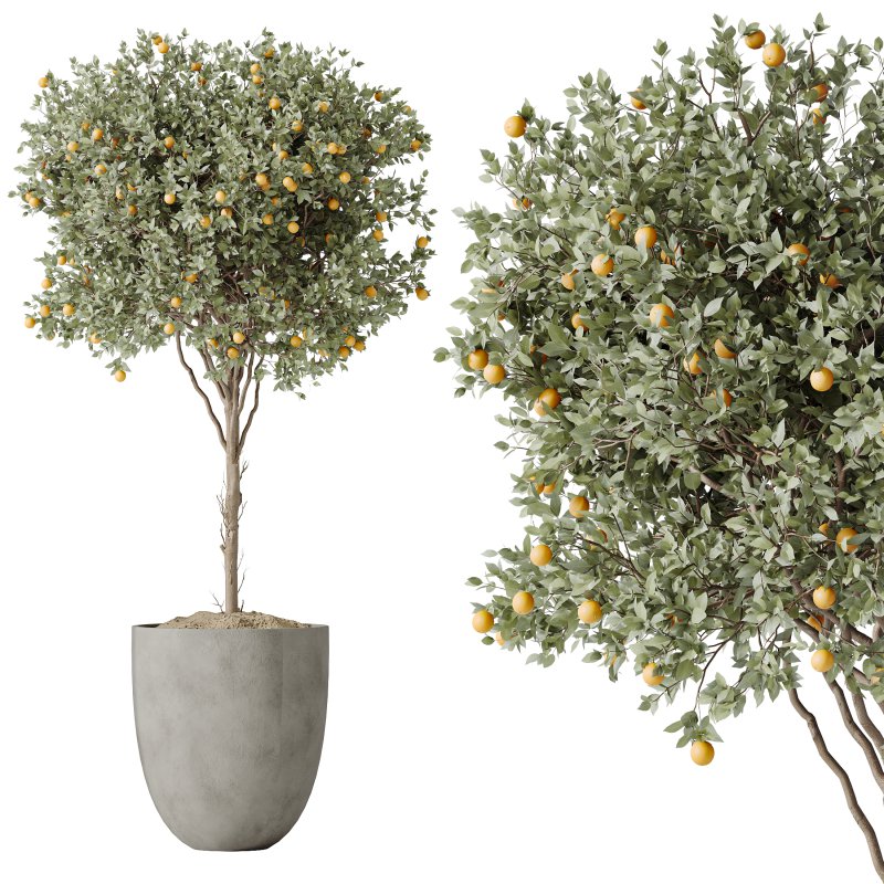 AV Indoor Plants Set 231 Dypsis Palm and Fruit Orange Tree and Mission Wilsonii Olive and Areca Palm - Image 3