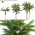 Howea forsteriana Mature – Kentia Palm Mature – 02 - Thumbnail 1