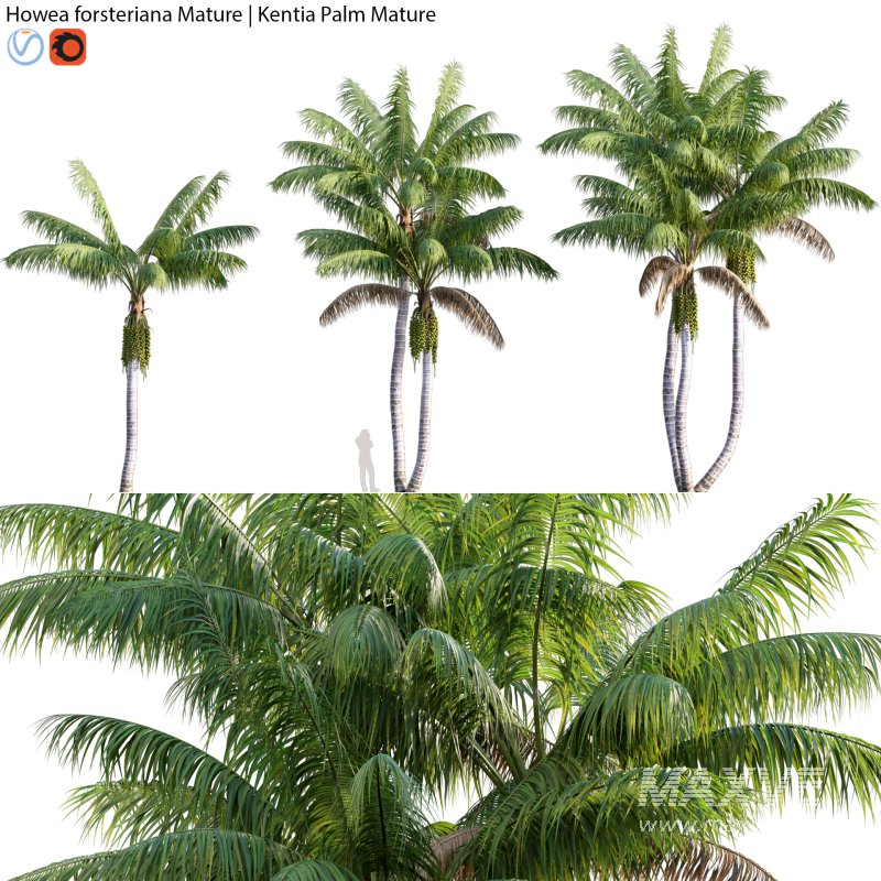 Howea forsteriana Mature – Kentia Palm Mature – 02 - Image 1