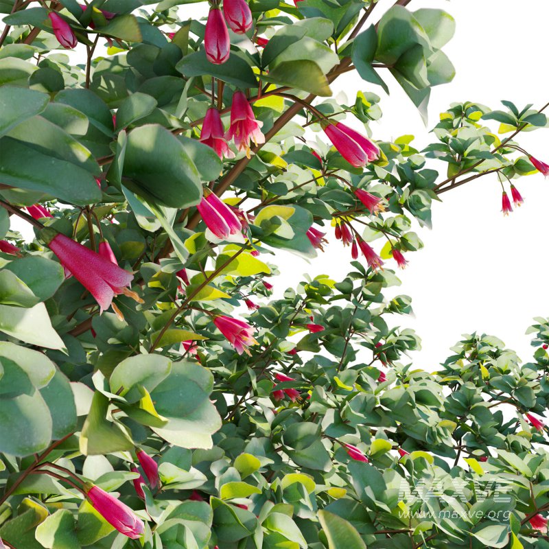Correa reflexa – Native Fuchsia – Grevillea wilsonii 02 - Image 6
