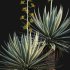 Agave Angustifolia – Caribbean Agave – 01 - Thumbnail 3