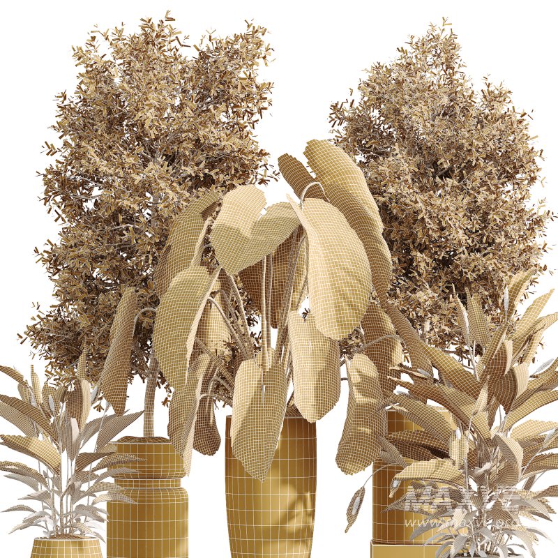 AV Indoor Plant Set 215 Mission Olive Spathiphyllum Lily Domino Alocasia Jardin Brisbanensis - Image 7