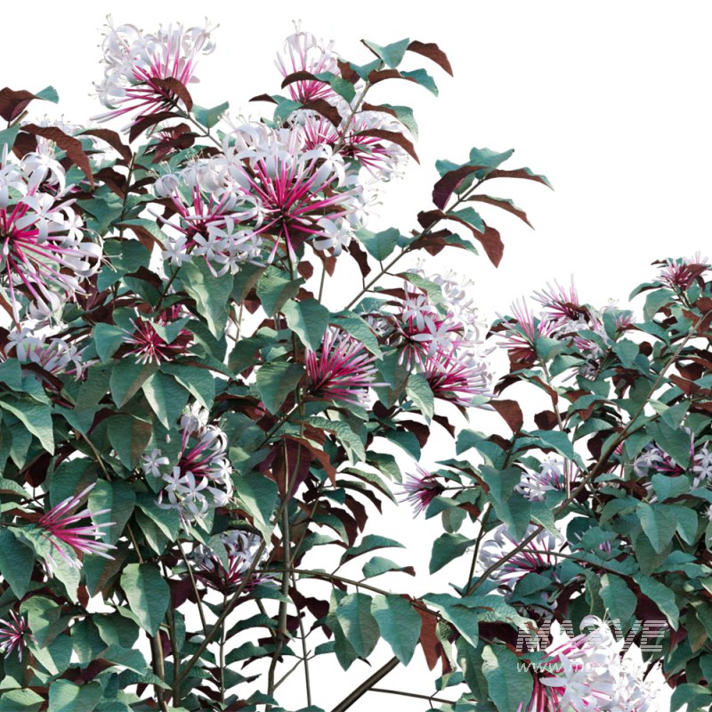 Clerodendrum Quadriloculare – Starburst Bush – 02 - Image 3