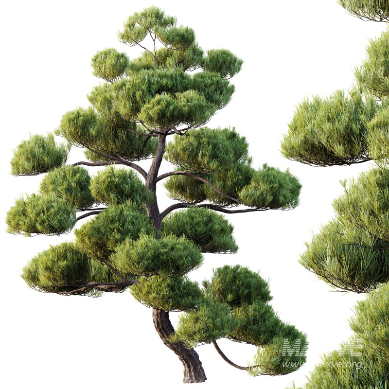 AV Plants Pinus Bonsai Sylvestris Pine Parviflora Scotch Contorta05 - Image 2