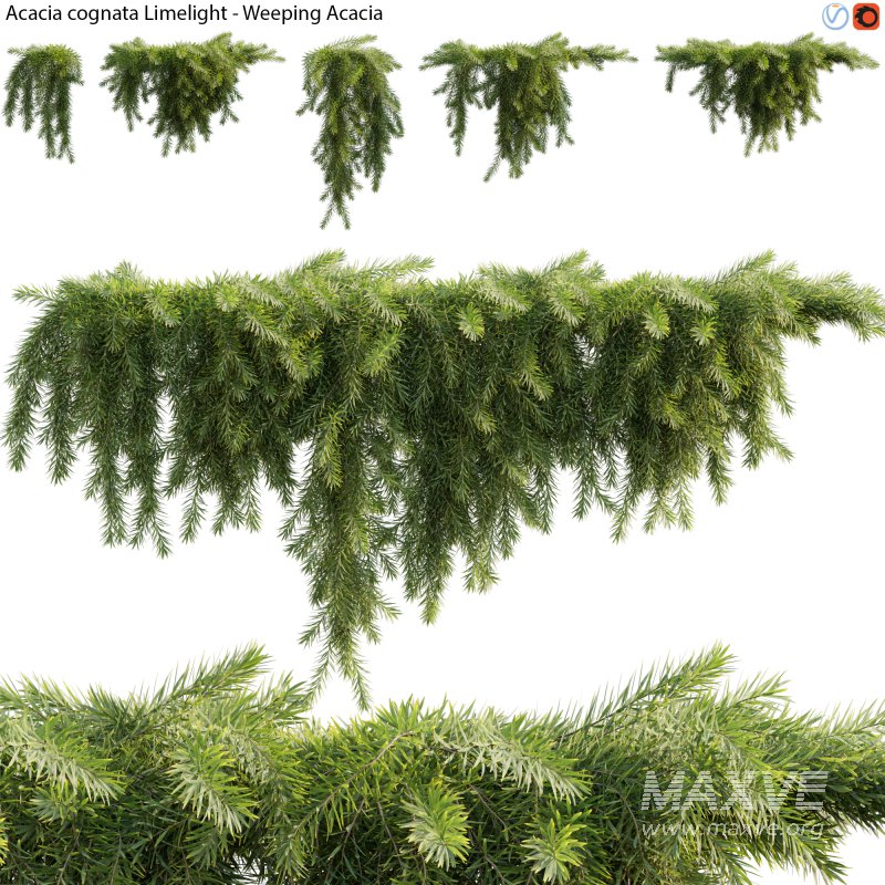 Acacia cognata Limelight – Weeping Acacia – 02 - Image 1