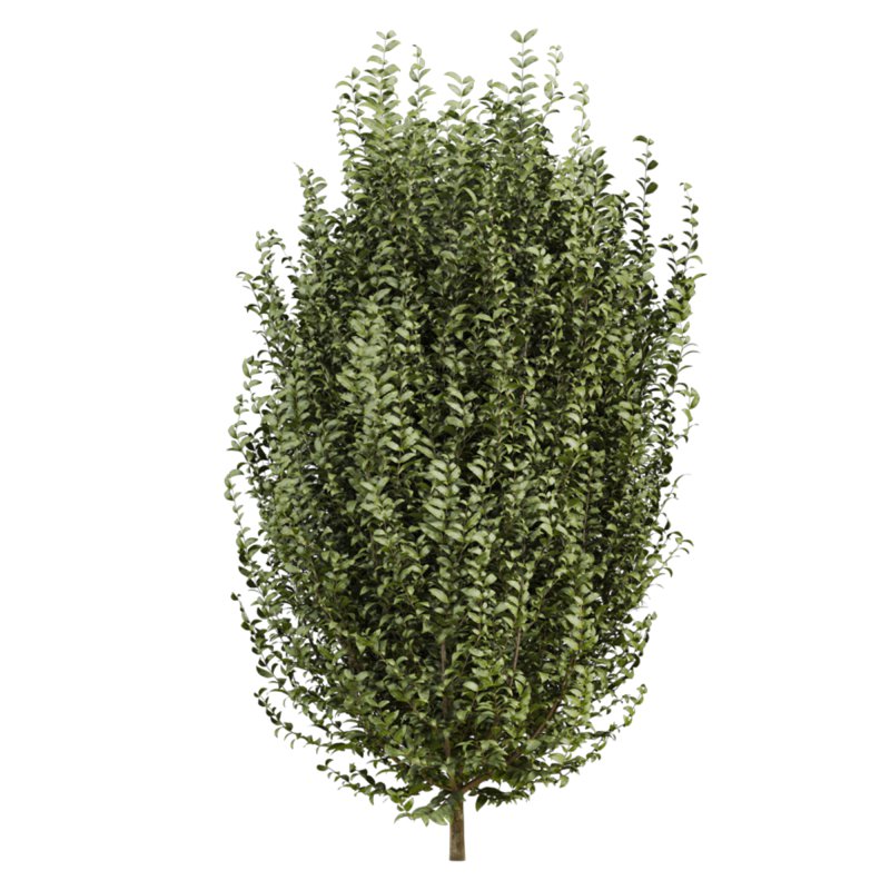 bush plants set - Image 3