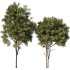 Tree Set32-Urban tree - Thumbnail 1