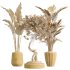 AV Indoor plants set 211 Ficus Bonsai Ginseng and ParadiseBird and Areca Majesty Cat Reed Palm - Thumbnail 9
