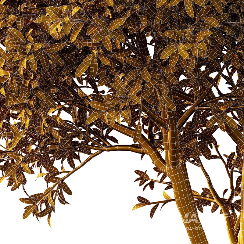 Different Trees 01 - Image 1