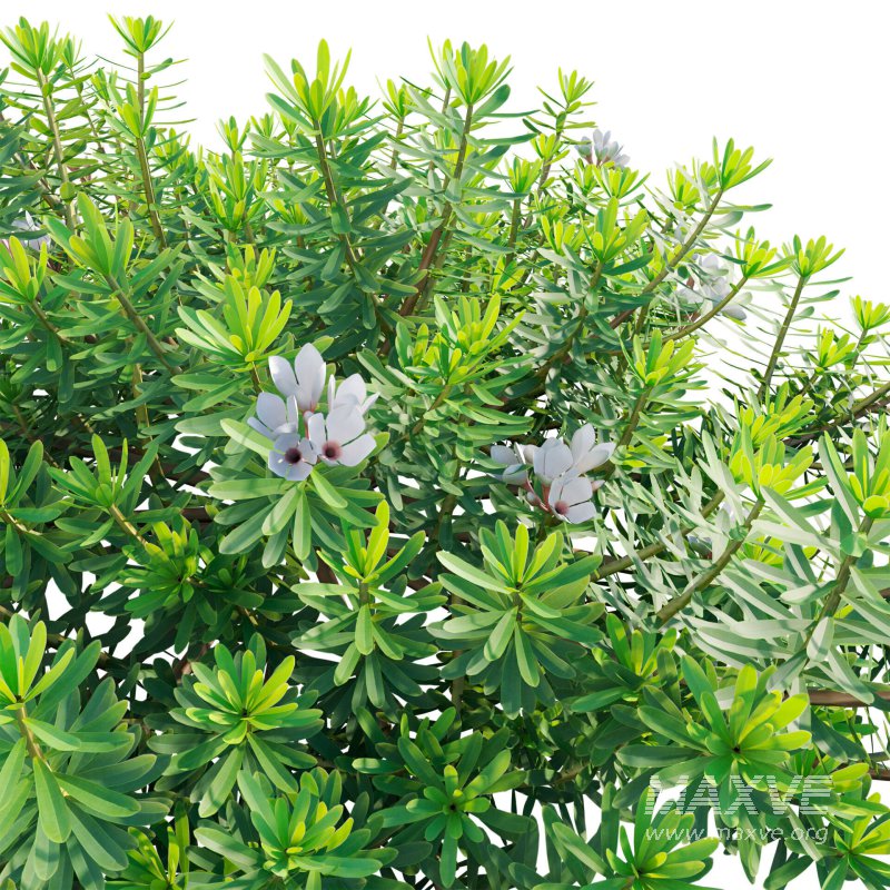 Daphne x transatlantica Blafra – Eternal Fragrance 01 - Image 5