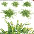 Lysimachia nummularia – Golden Creeping Jenny – Moneywort – 01 - Thumbnail 1