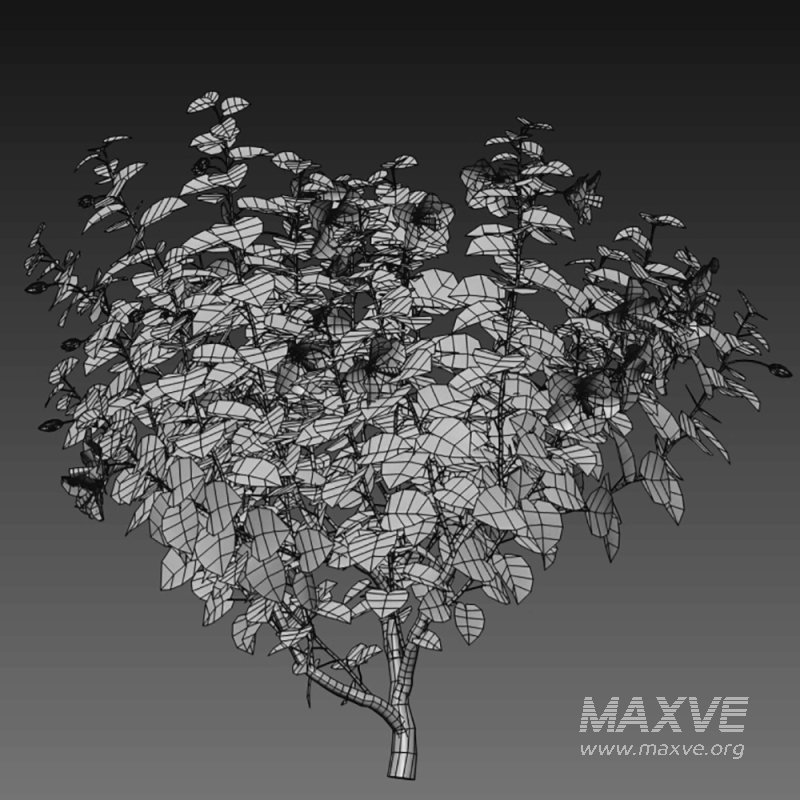 Chinese hibiscus – Hibiscus rosa-sinensis – 01 - Image 4