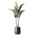 AV Indoor plants set 211 Ficus Bonsai Ginseng and ParadiseBird and Areca Majesty Cat Reed Palm - Thumbnail 3