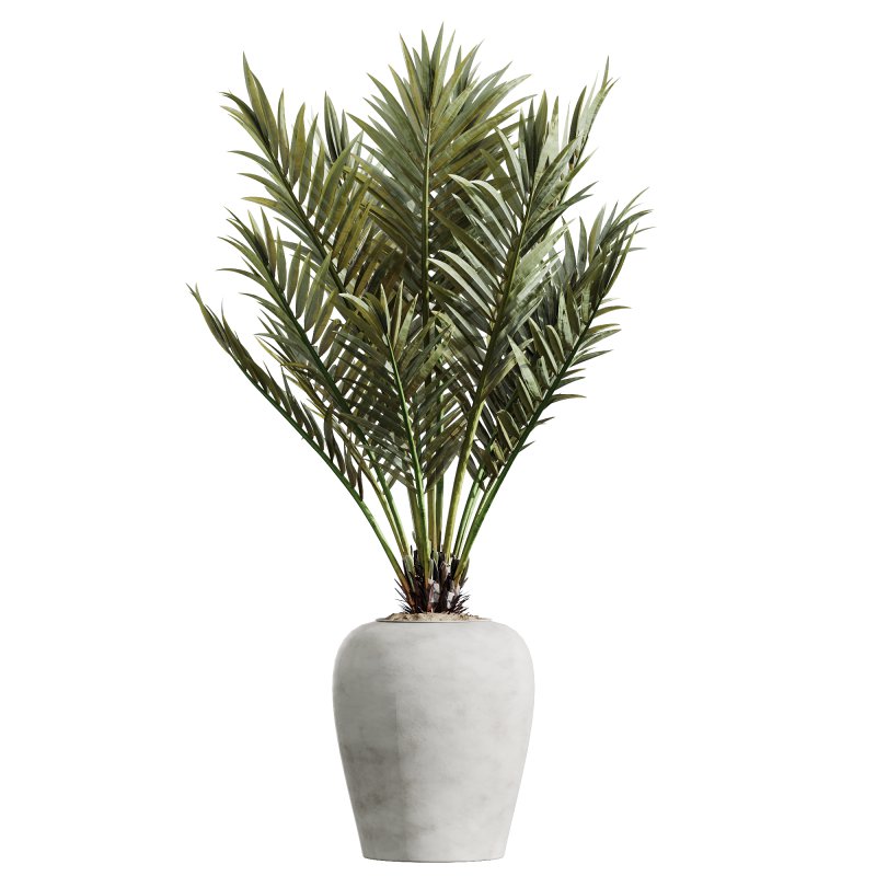 AV Indoor Plants Set 221 Mission Wilsonii and Palm Paradise and Ficus African Fig - Image 1