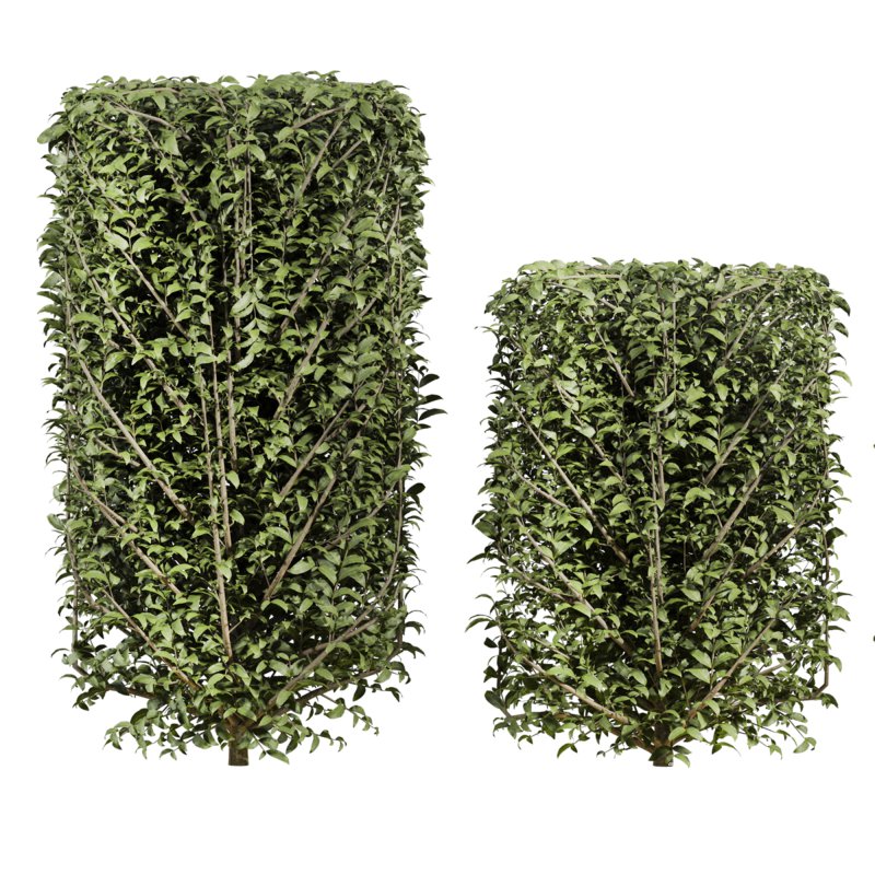 bush plants set - Image 3