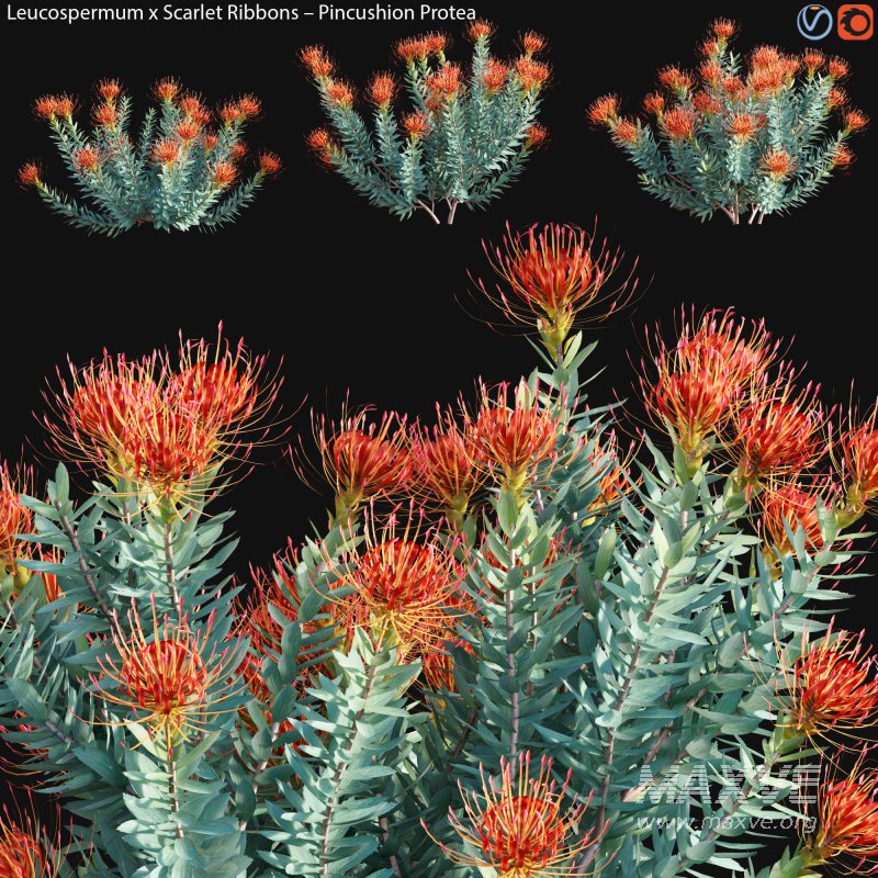 Leucospermum – Scarlet Ribbons – Pincushion Protea – 01 - Image 1