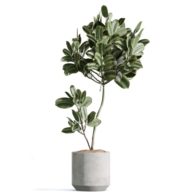 AV Indoor PlantsSet 224 Mission Olive Areca Palm Dracaena Lemon Ficus Melany Cuban Cigar - Image 3