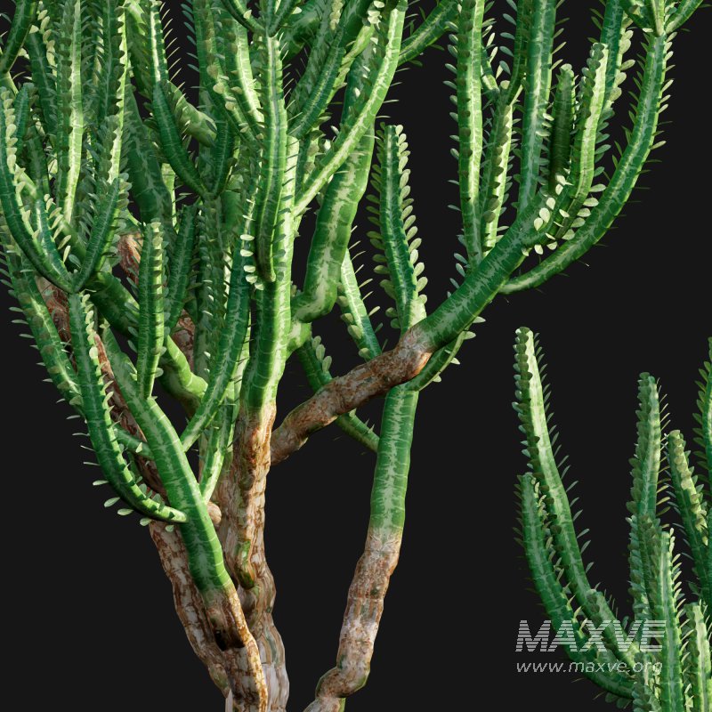 Euphorbia Trigona – African Milk Tree – 02 - Image 2
