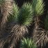 Yucca Brevifolia – Joshua Tree – 02 - Thumbnail 5