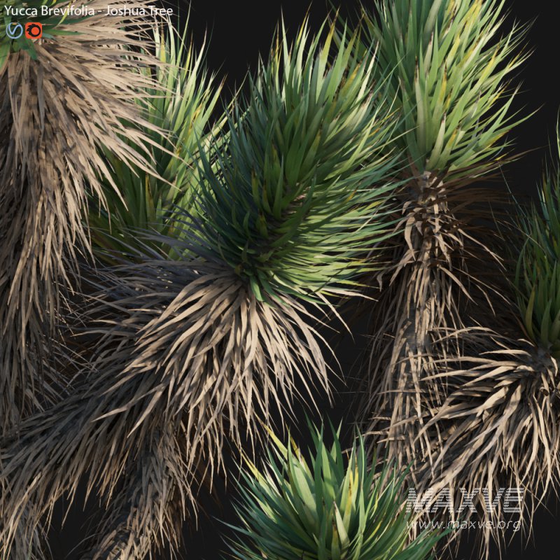 Yucca Brevifolia – Joshua Tree – 02 - Image 5