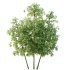 Bamboo Bambusoideae Tree 02 - Thumbnail 2