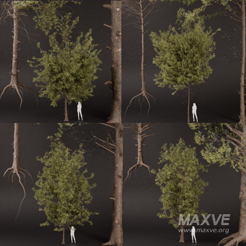 SJ-lowpoly pine tree set 02 - Image 8