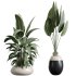 AV Indoor Plants Set 222 Bird Of ParadiseBird and Banana Strelitzia Nicolai - Thumbnail 3
